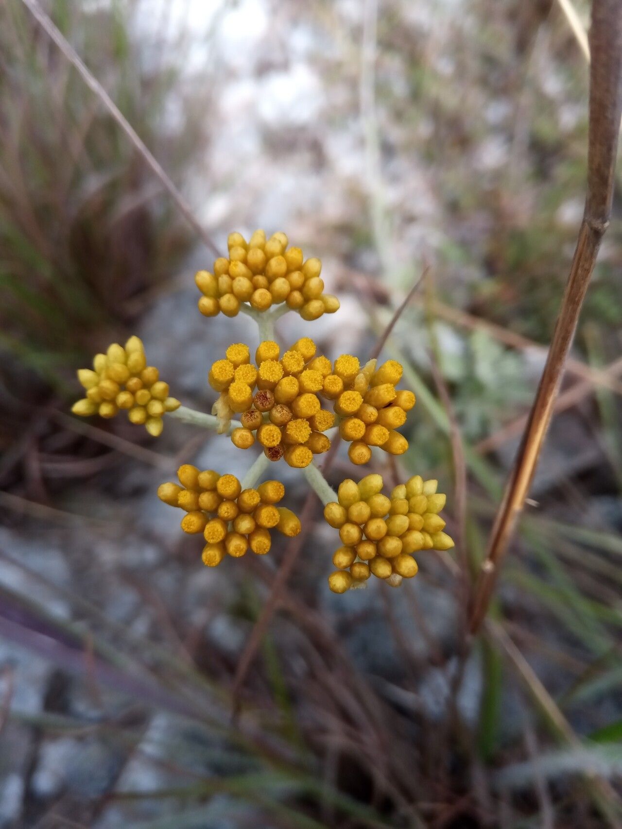 Helichrysum forsythii — houseplant care guide