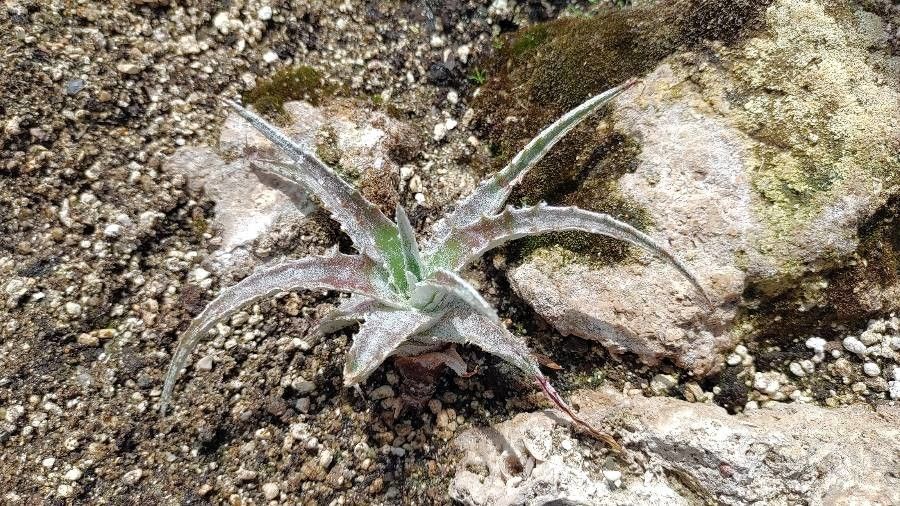 Dyckia marnier-lapostollei leaf
