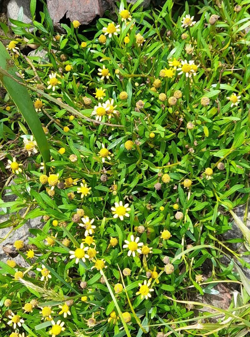Acmella decumbens habit
