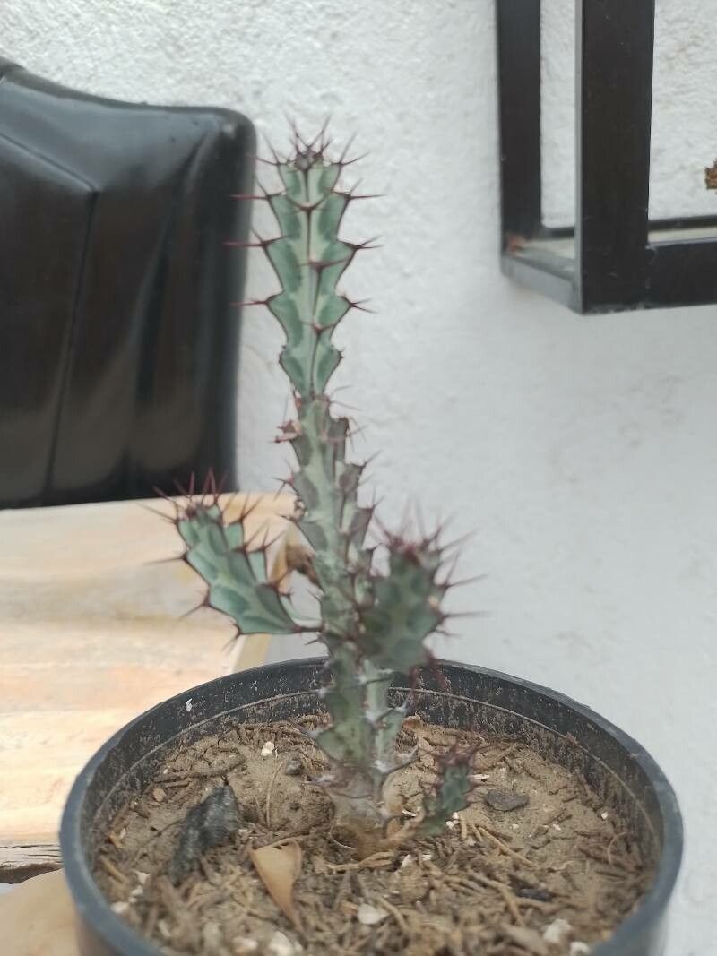 Euphorbia greenwayi bark