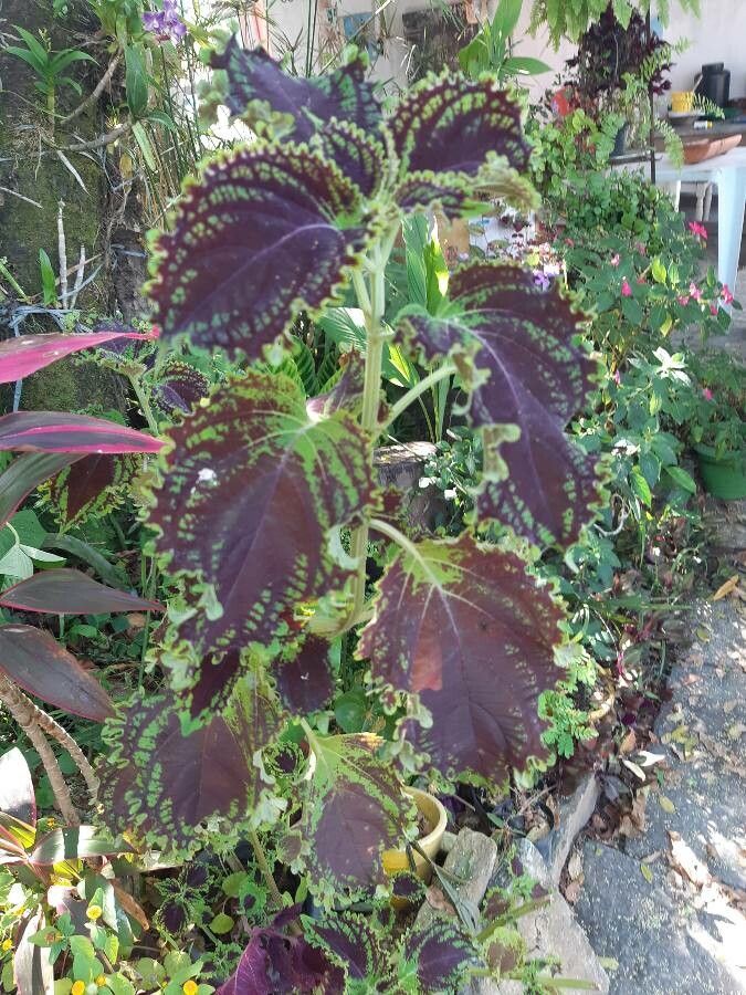 Solenostemma argel — search result for 'Cynanchum'