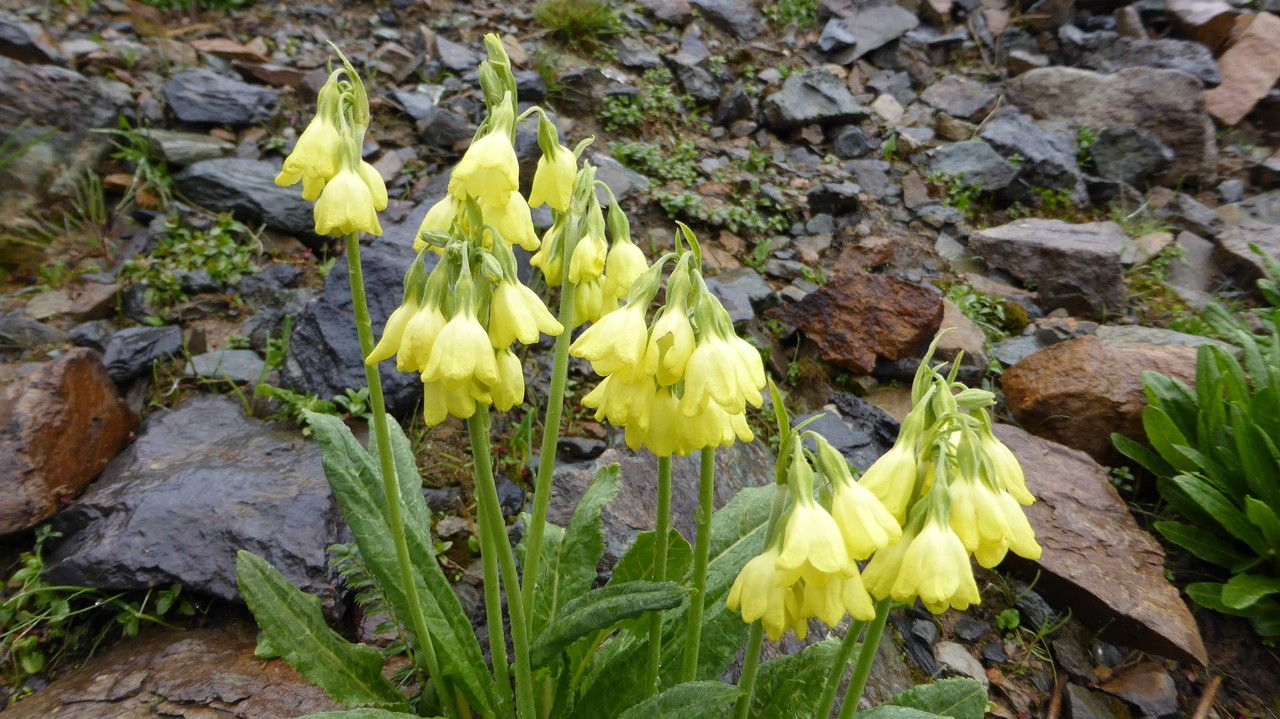 Primula sikkimensis flower