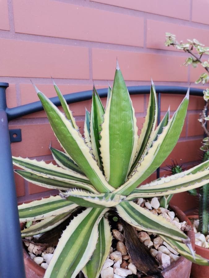 Agave univittata flower