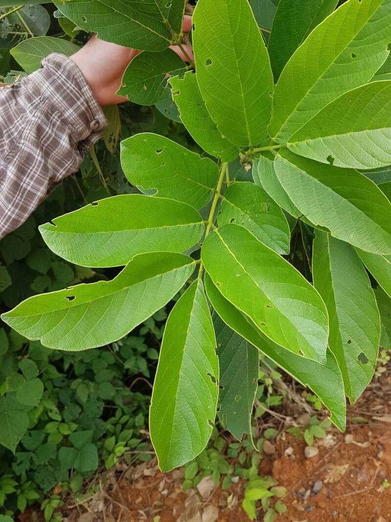 Lonchocarpus felipei leaf