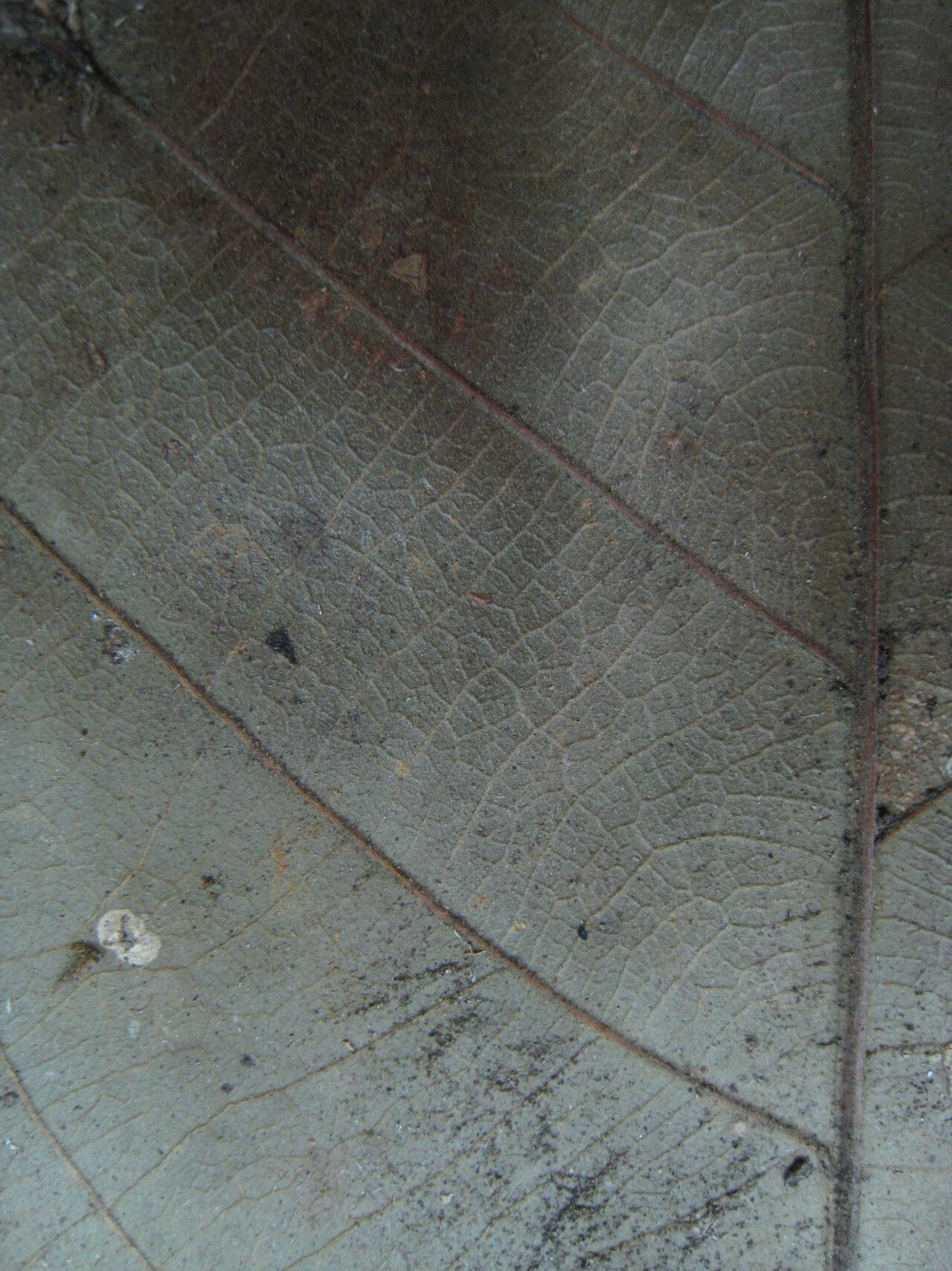 Guarea pubescens other