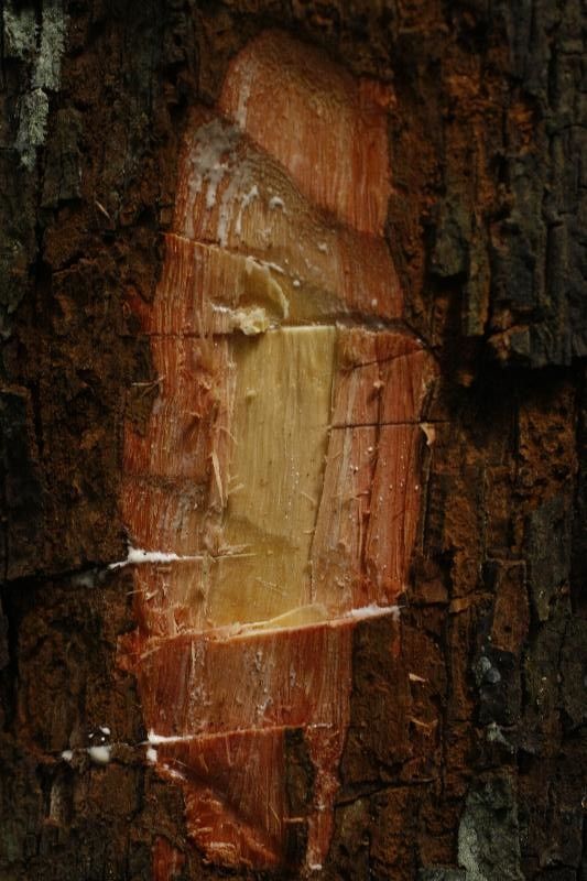 Pouteria bilocularis other