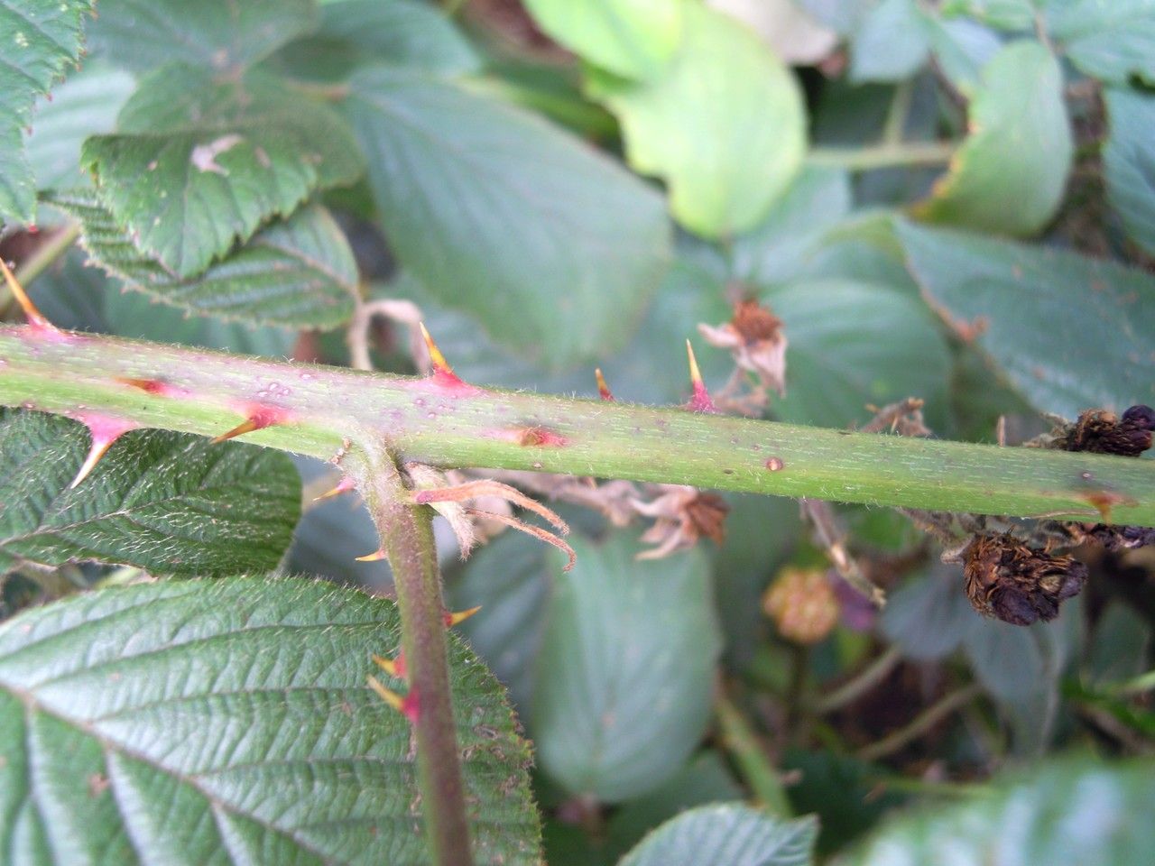 Rubus polyanthemus bark