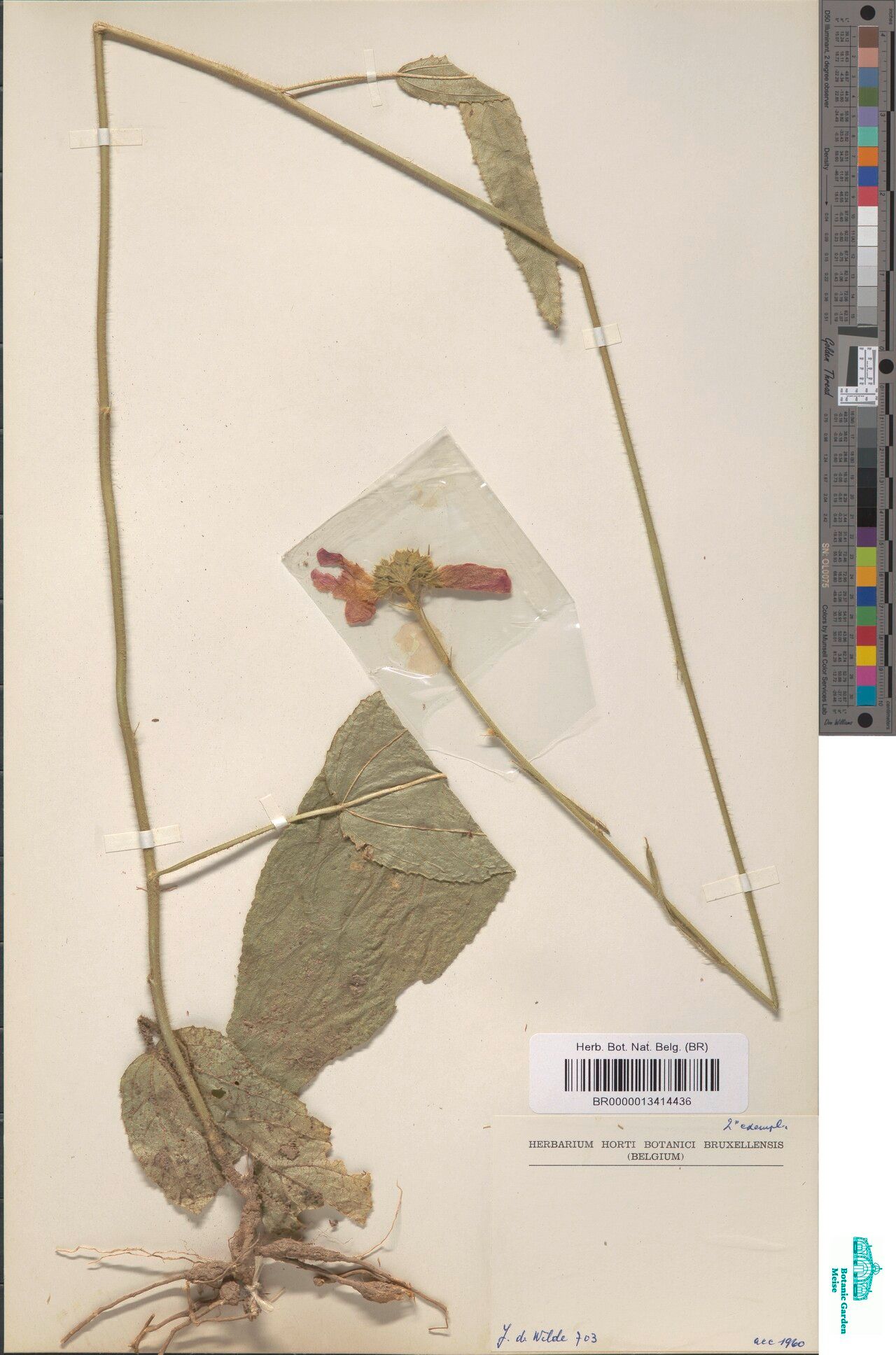 Hibiscus guerkeanus — houseplant care guide