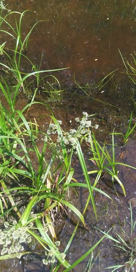 Sparganium natans flower