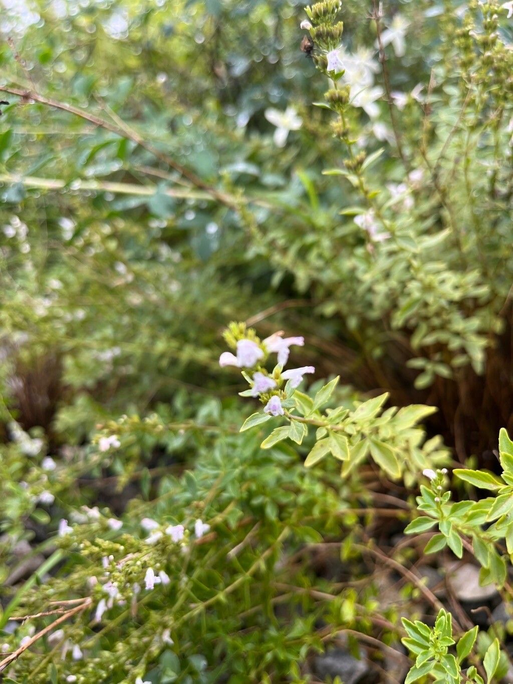 Clinopodium dalmaticum flower