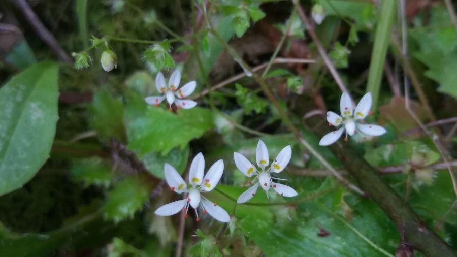 Micranthes petiolaris — houseplant care guide