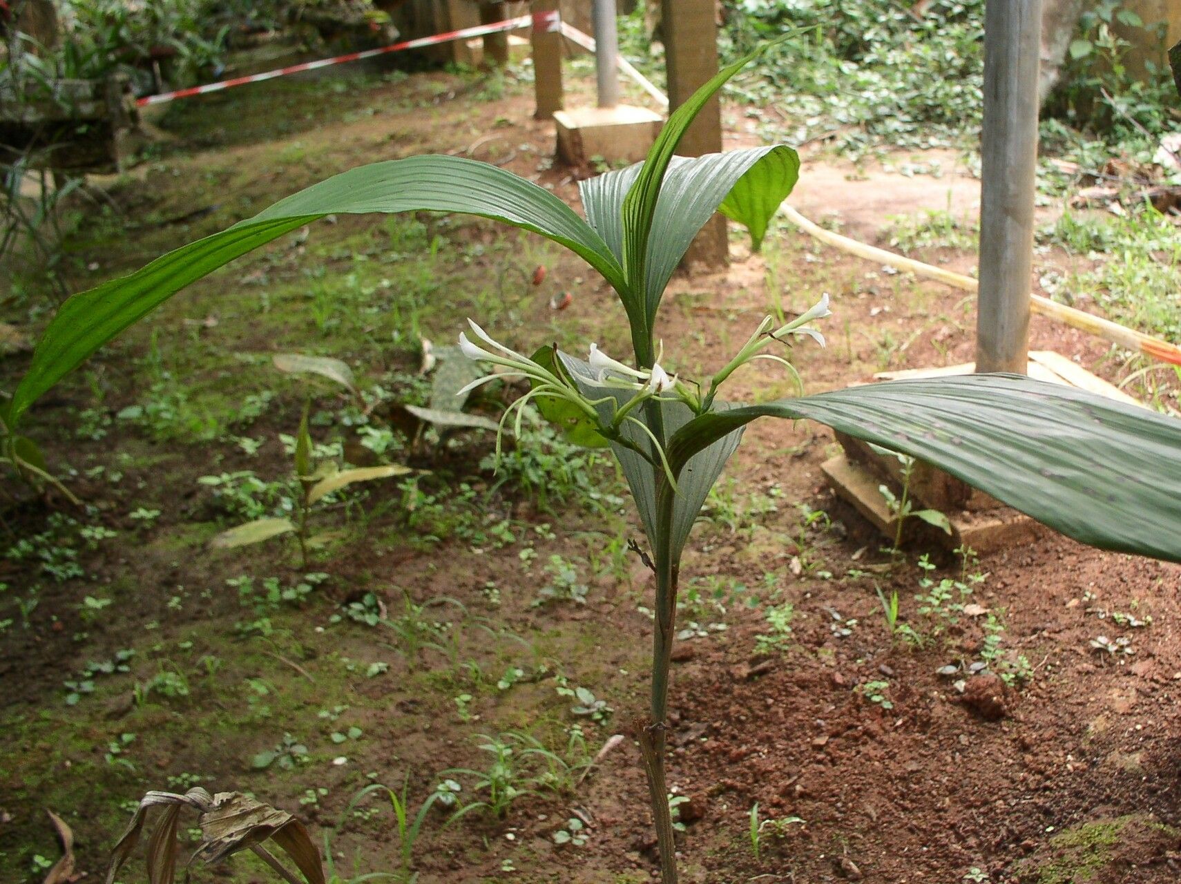Corymborkis corymbis habit