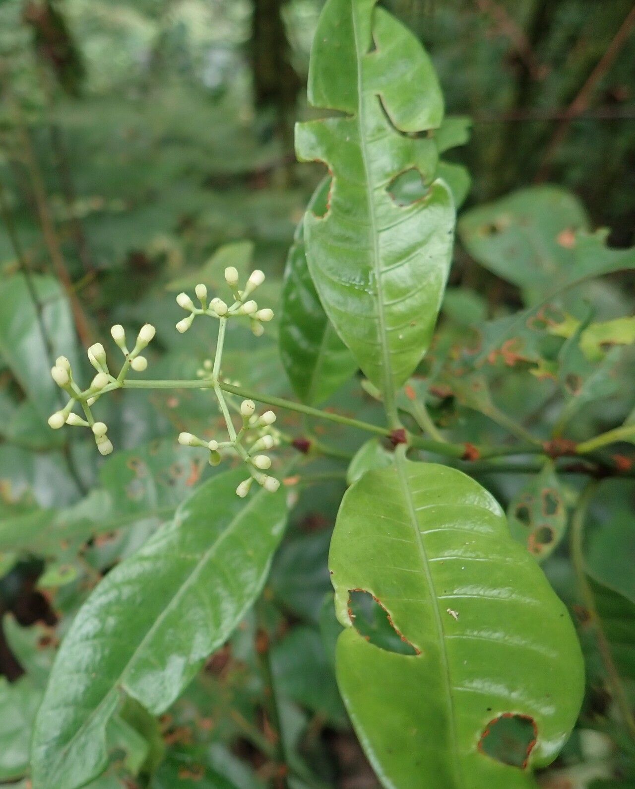 Psychotria solfiana leaf