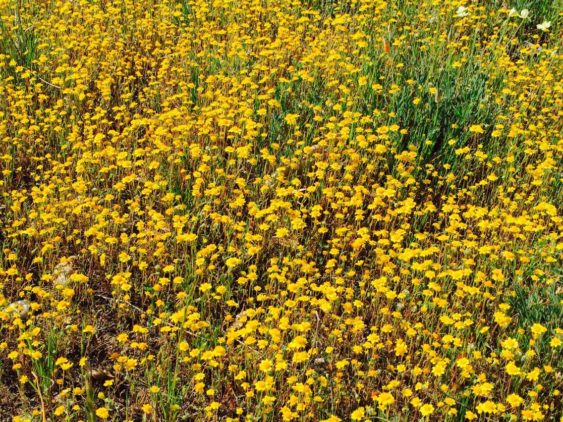 Lasthenia californica habit