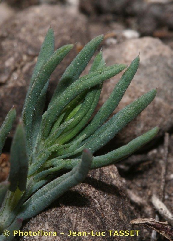 Helianthemum neopiliferum — houseplant care guide