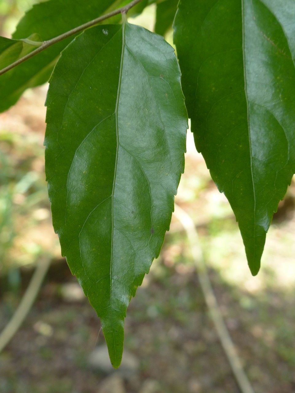 Flacourtia jangomas — search result for 'Myanmar'