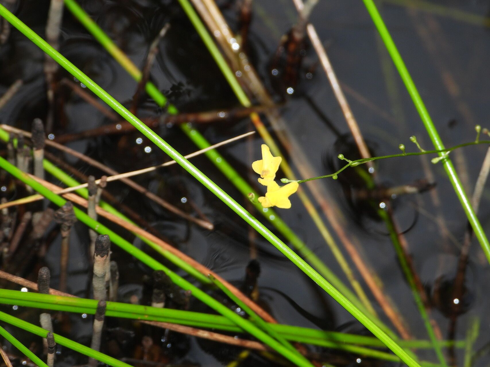 Utricularia trichophylla — houseplant care guide