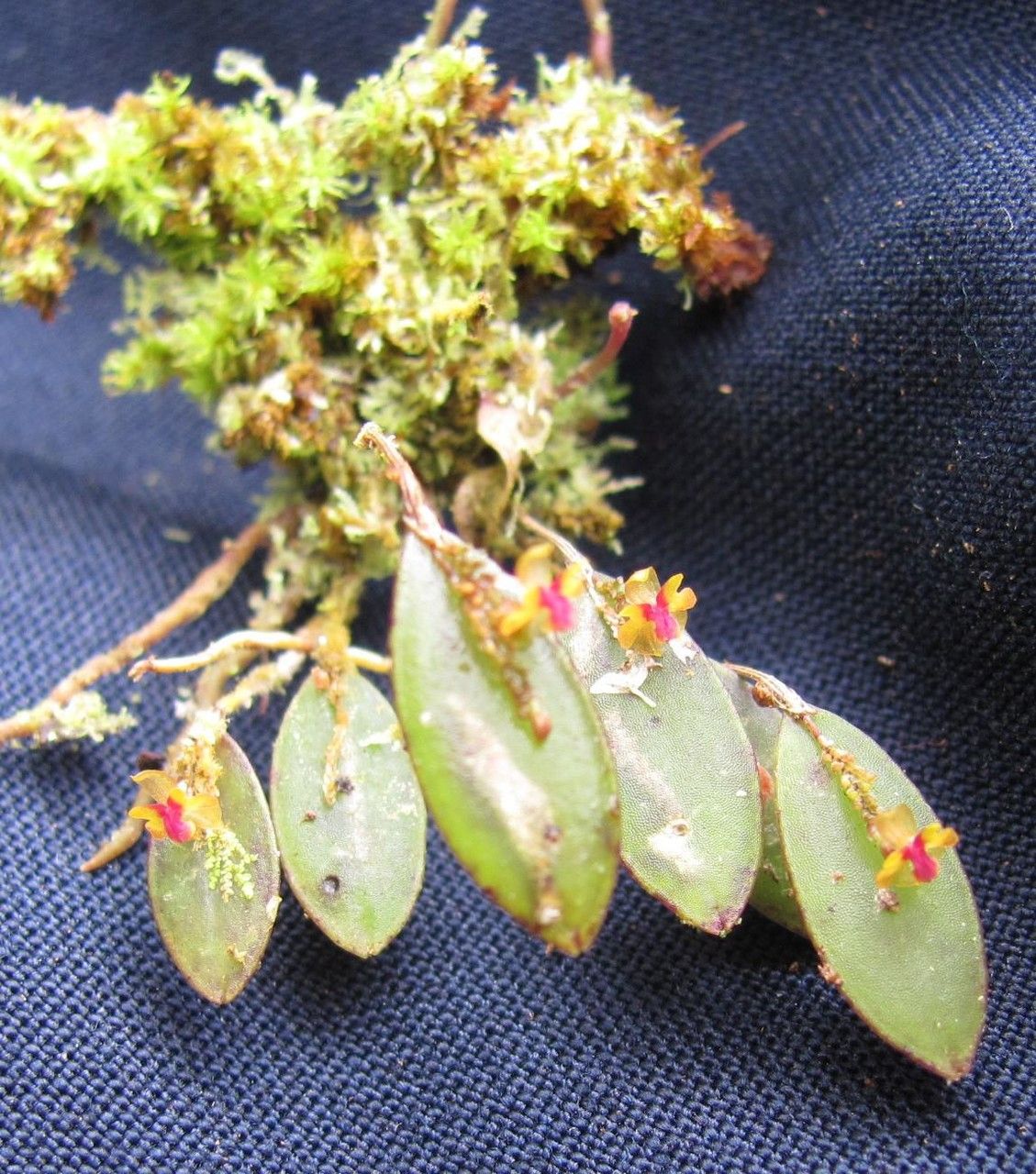 Lepanthes mariposa other
