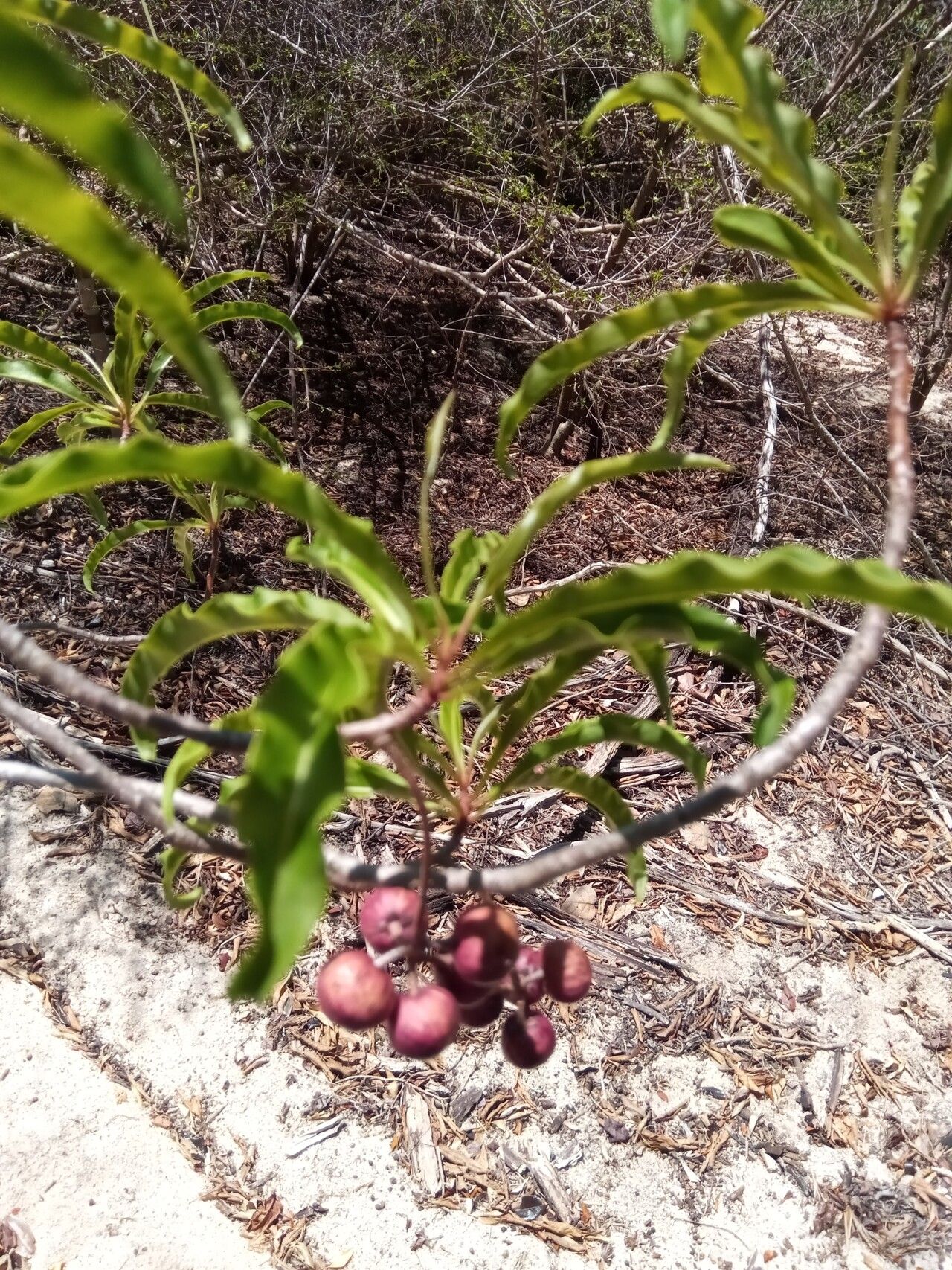 Ardisia didymopora fruit