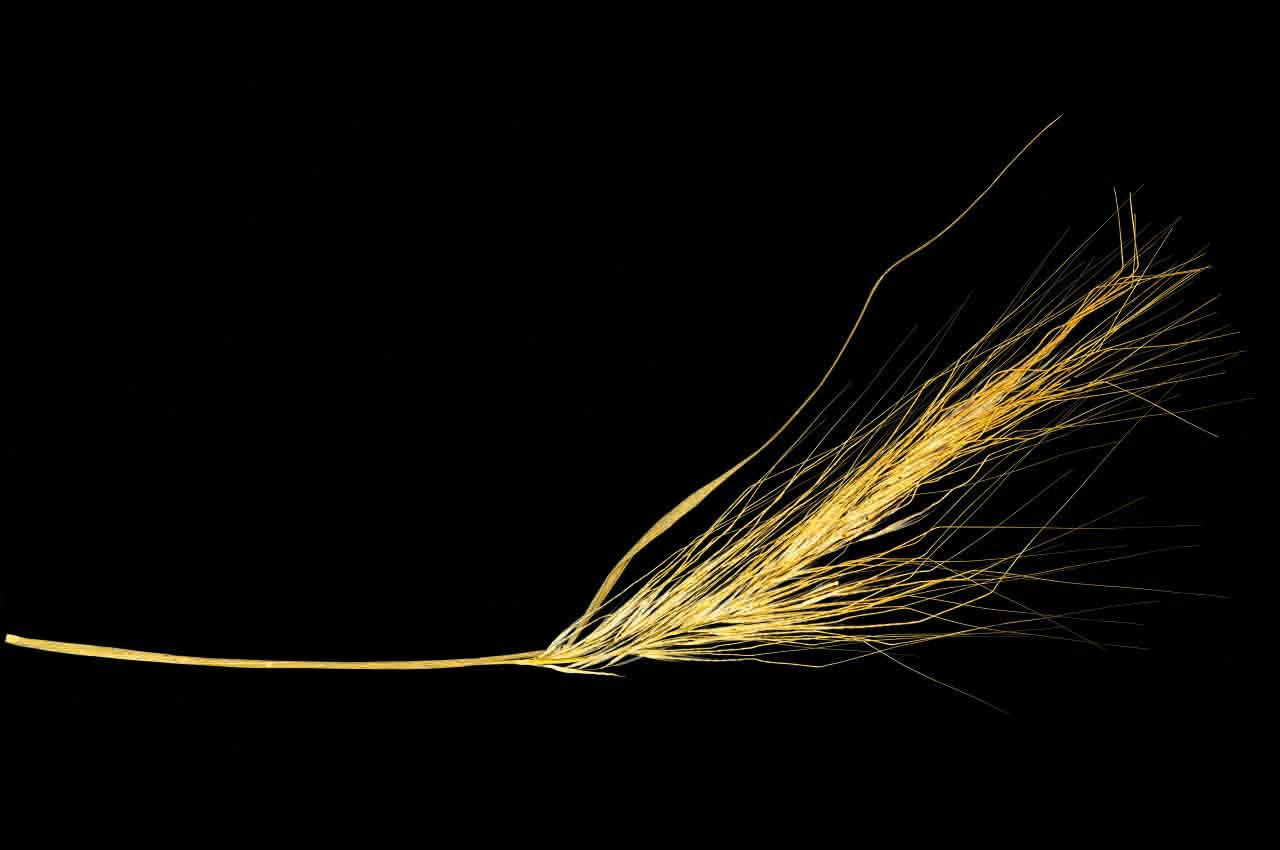 Stipa capensis flower