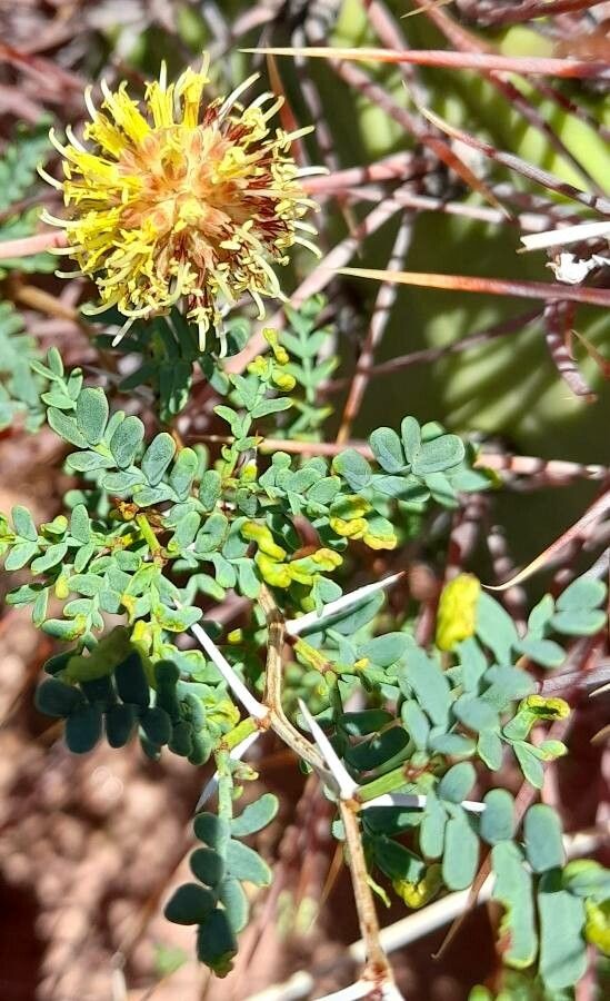 Prosopis strombulifera leaf