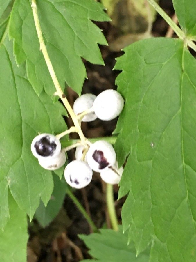 Actaea rubra fruit