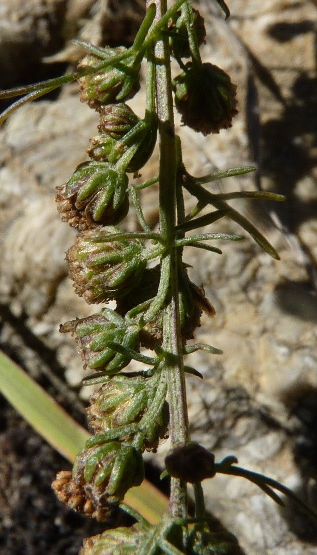 Artemisia chamaemelifolia fruit