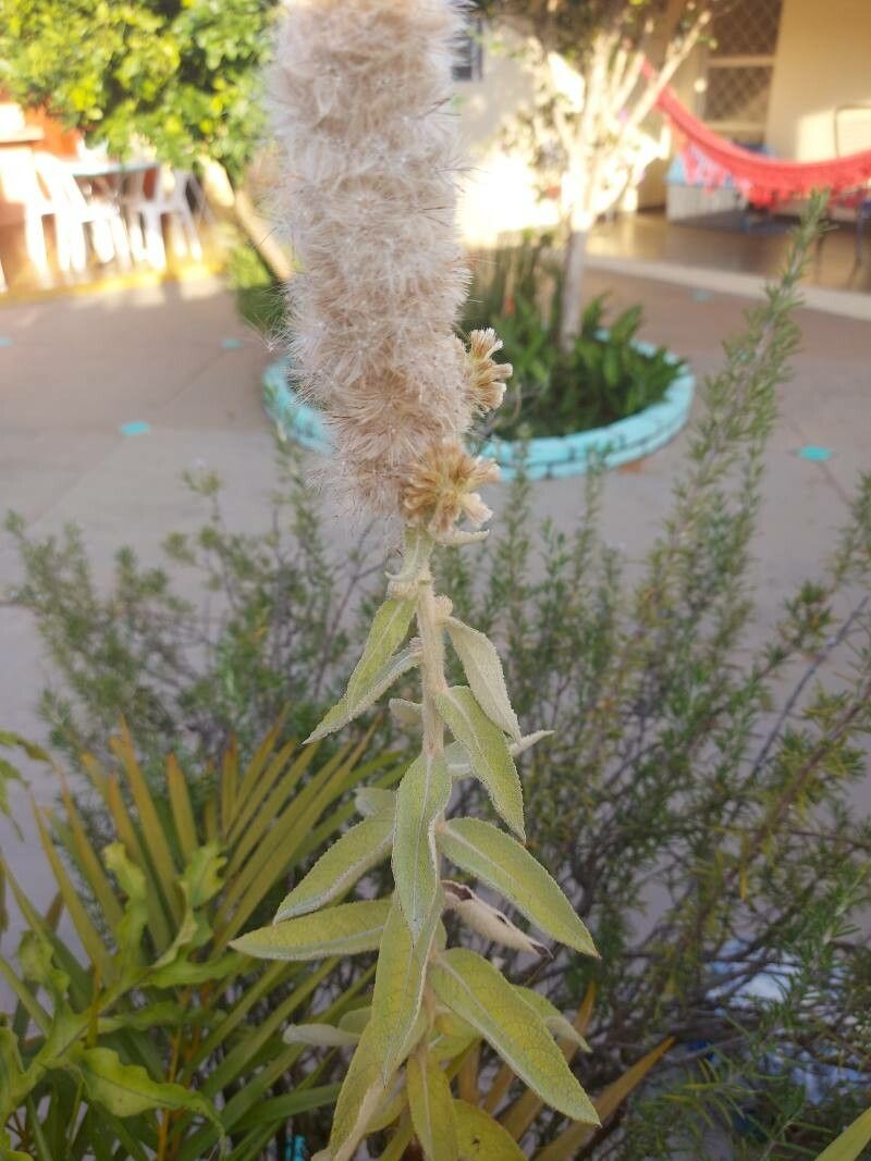 Pterocaulon lanatum — related species from the same genus