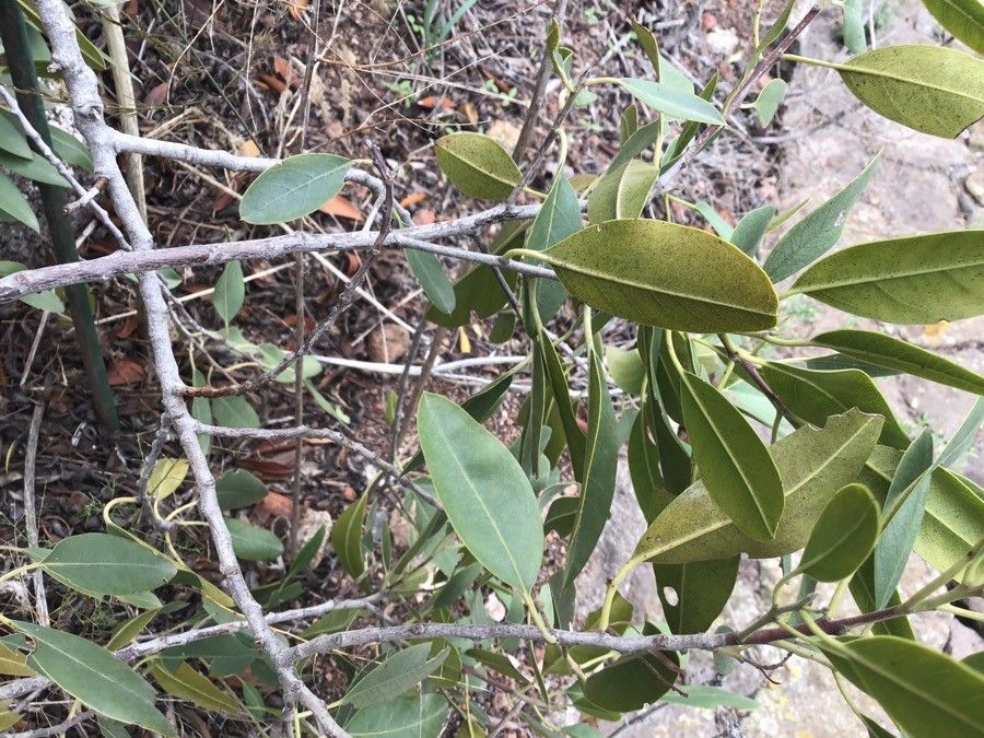 Rhamnus integrifolia leaf