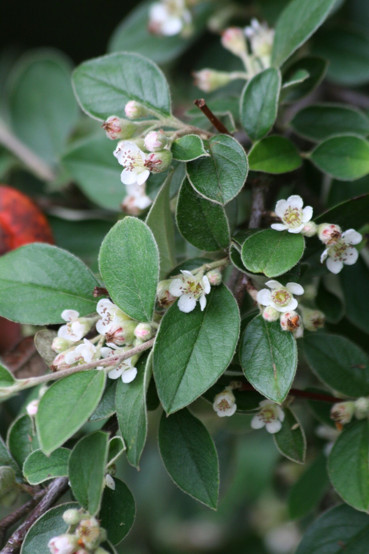 Cotoneaster poluninii flower