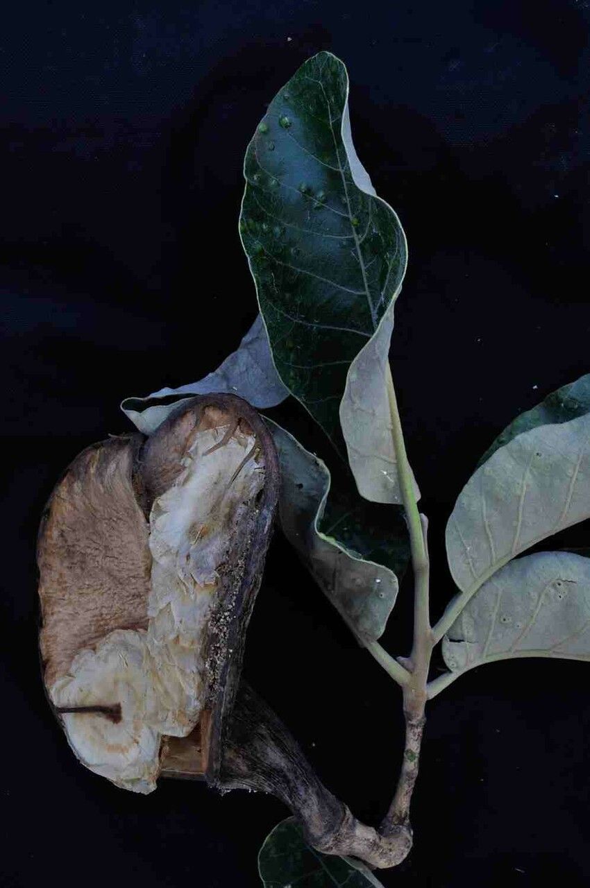 Aspidosperma macrocarpon fruit