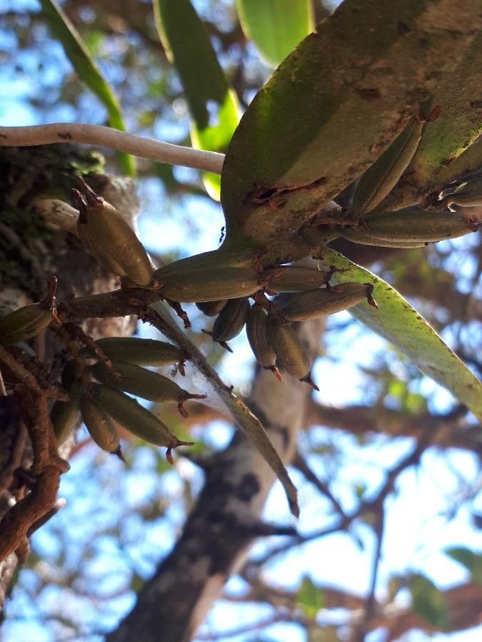 Campylocentrum neglectum fruit
