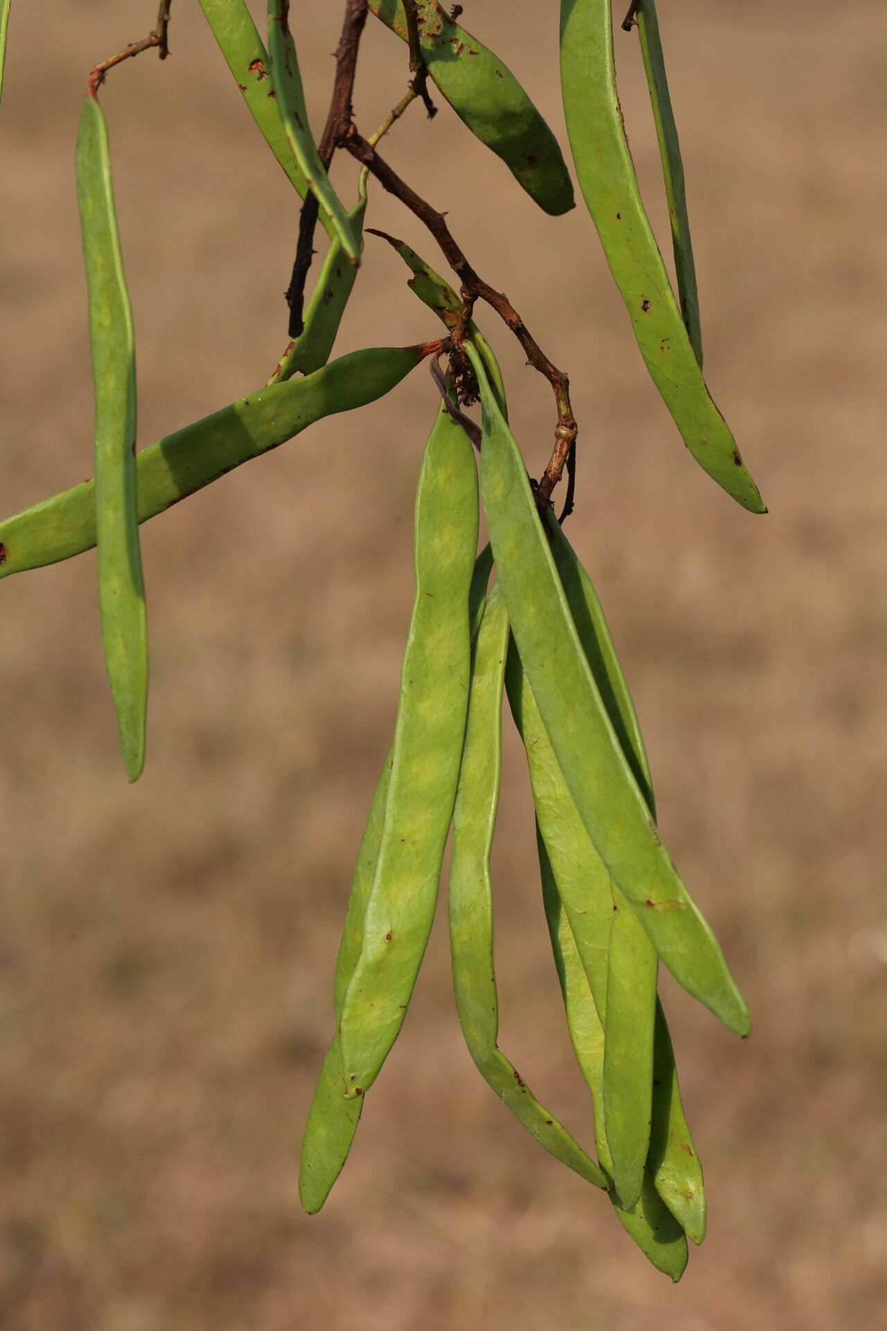 Vachellia amythethophylla fruit