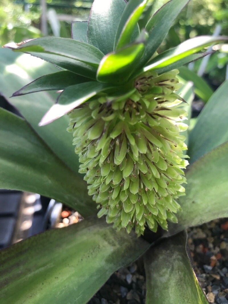 Eucomis humilis flower