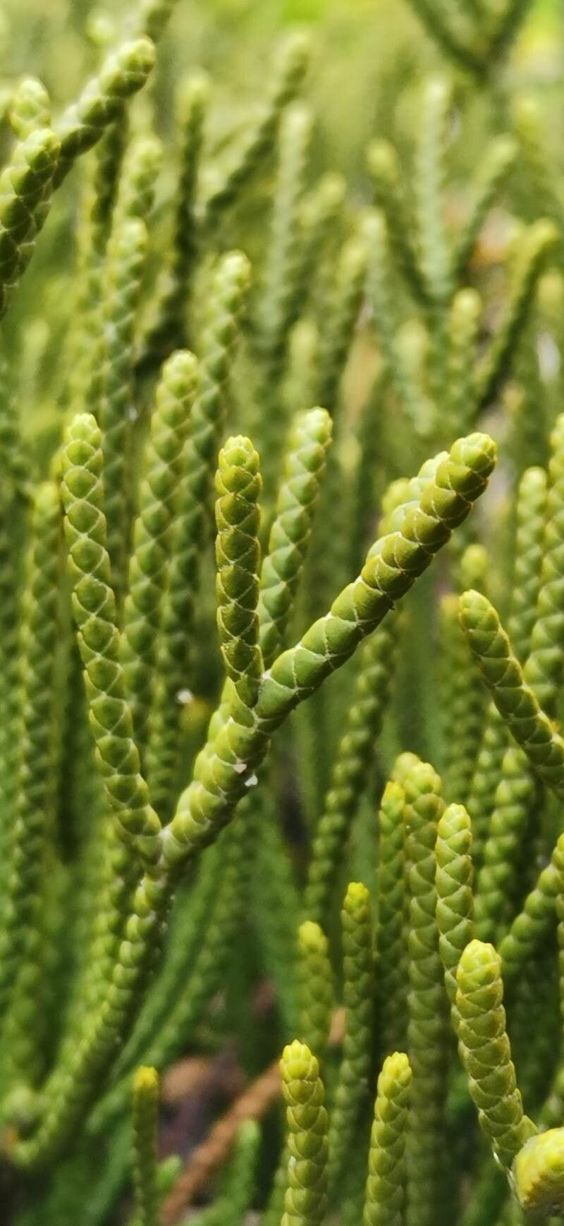 Veronica lycopodioides leaf