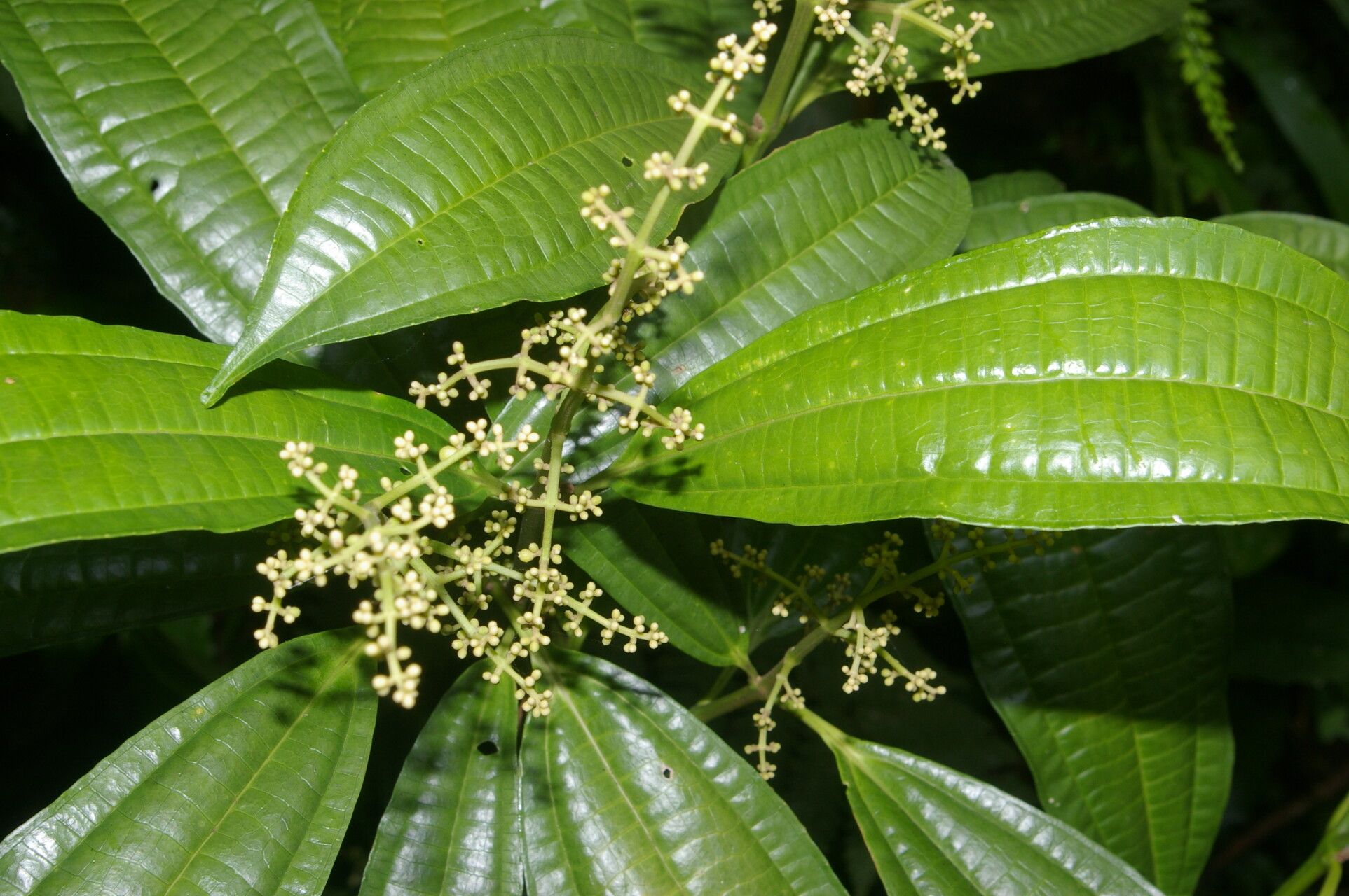 Miconia smaragdina leaf