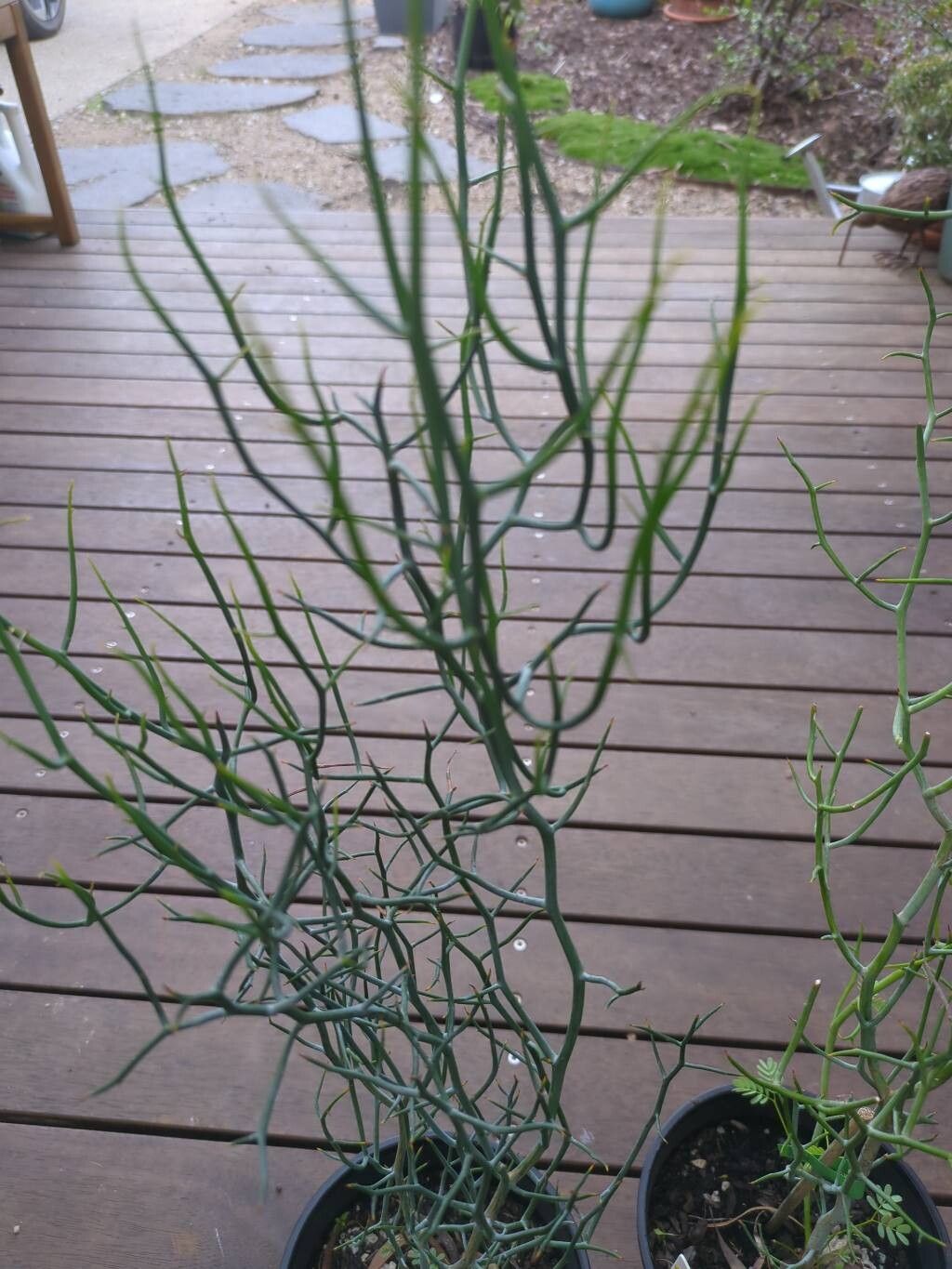 Acacia aphylla — search result for 'Acacia'