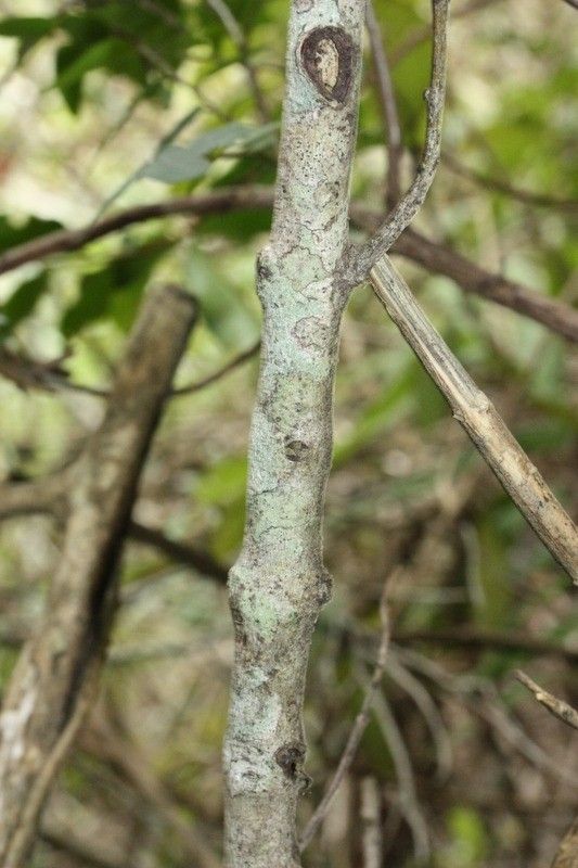 Pleurostylia pachyphloea bark
