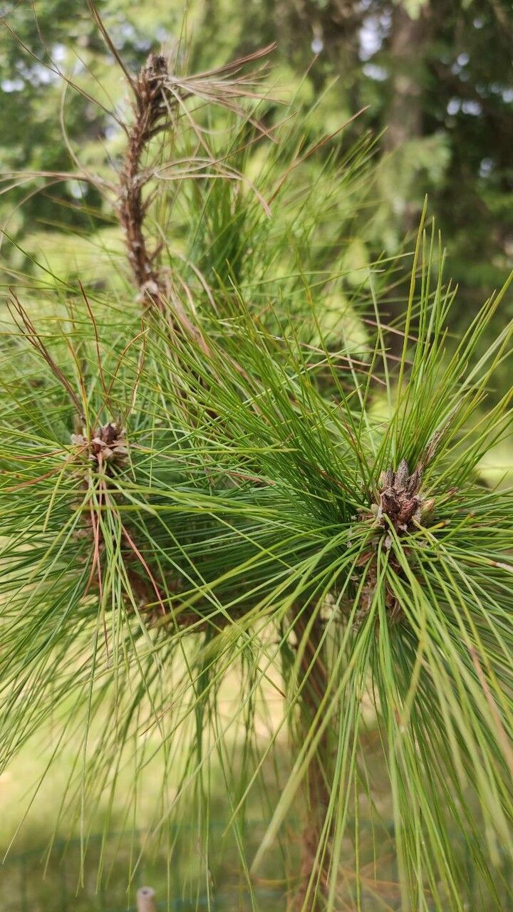 Pinus leiophylla — search result for 'and Chihuahua'