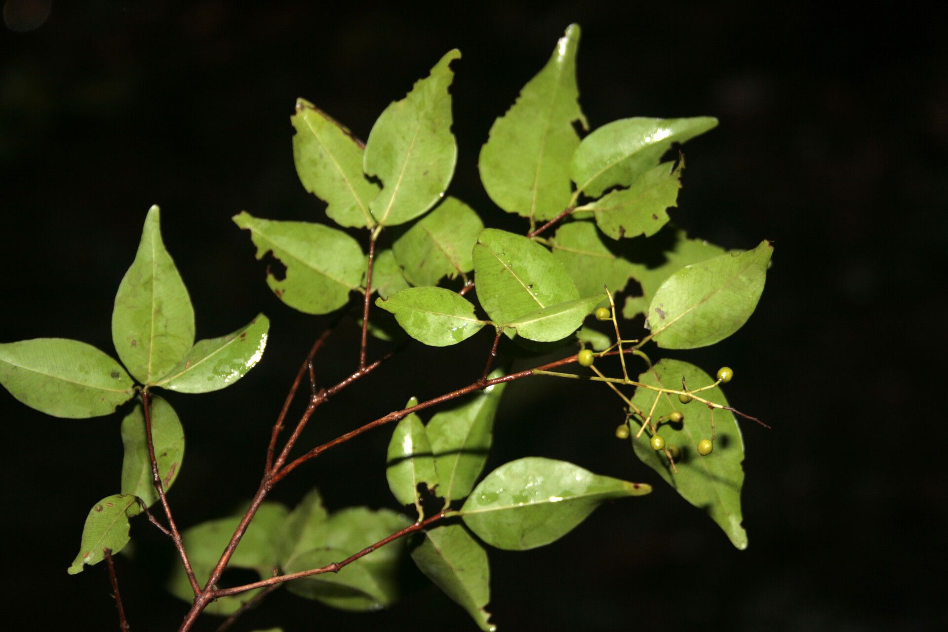 Myrcia multiflora fruit