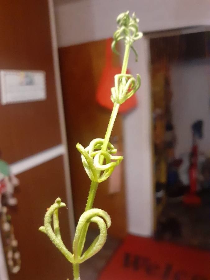 Galium tricornutum leaf