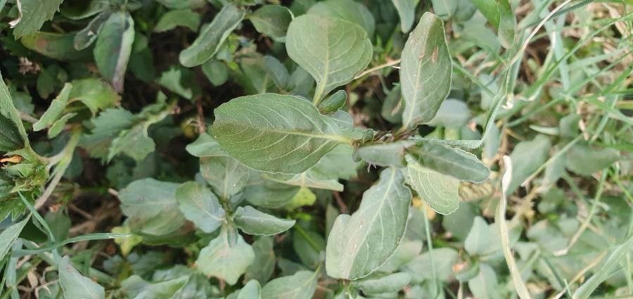 Dyschoriste clinopodioides leaf