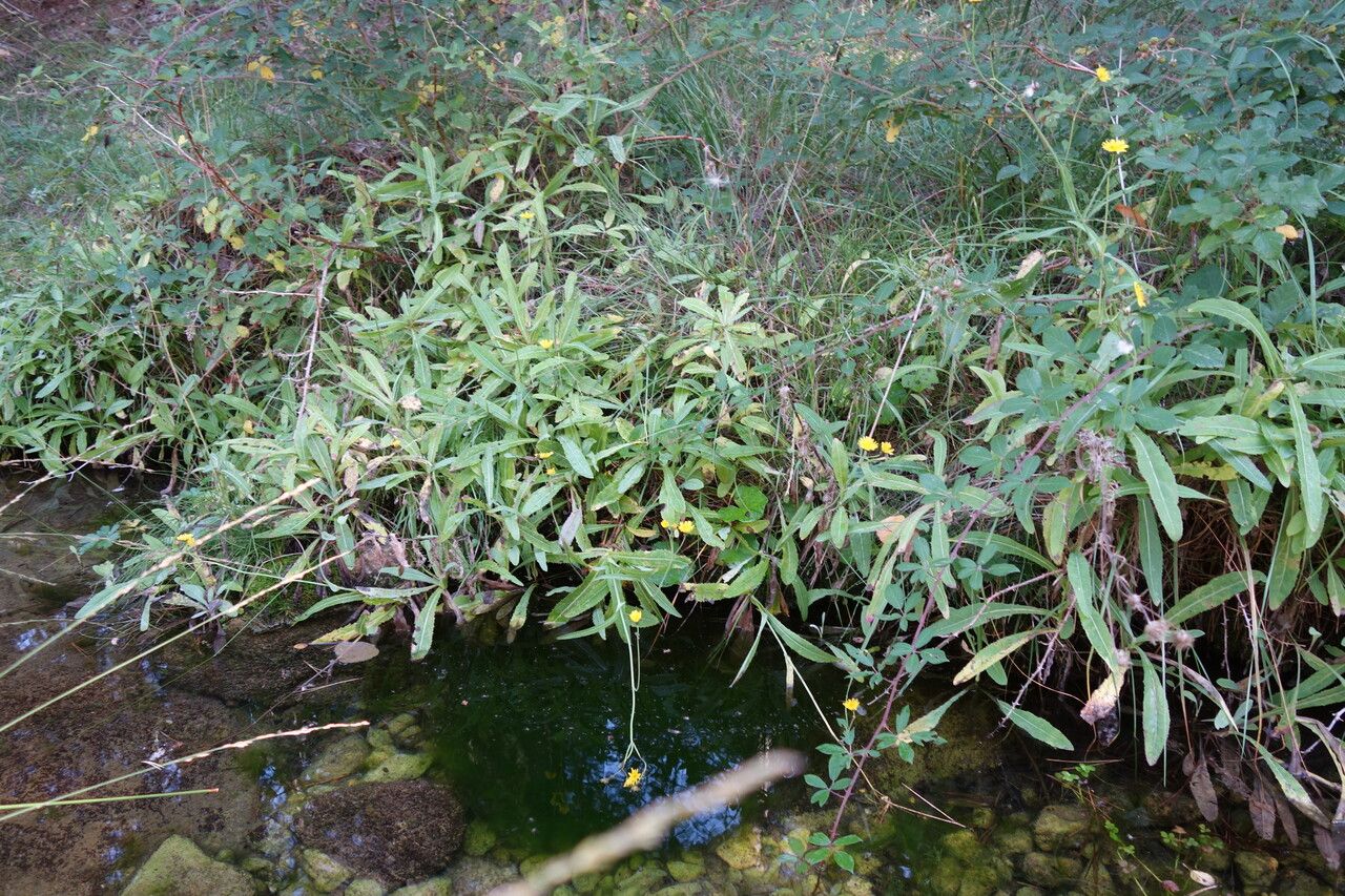 Sonchus aquatilis habit