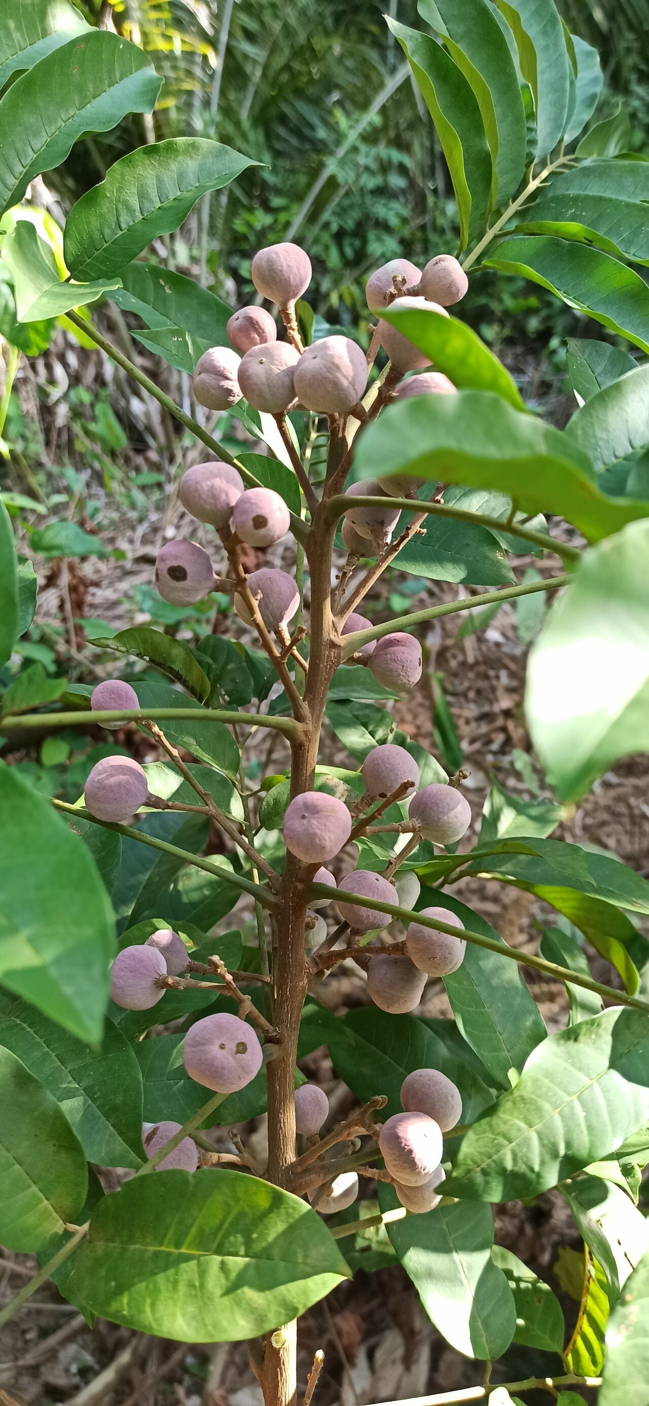 Trichilia monadelpha fruit