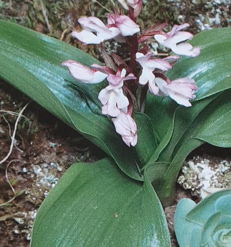 Orchis canariensis flower