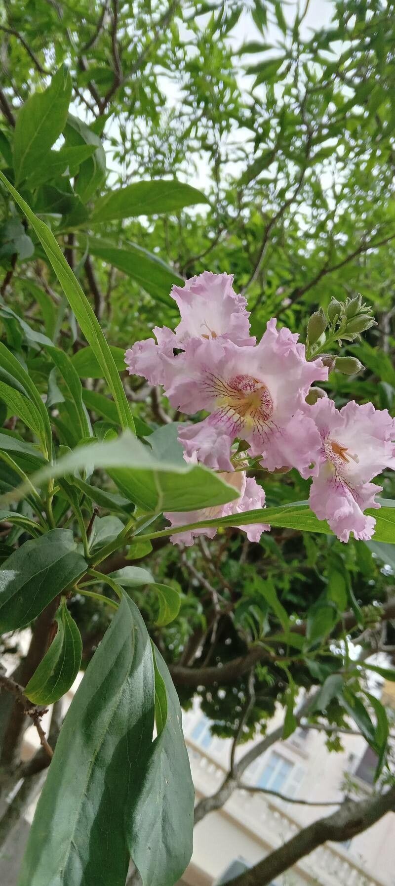 Chilopsis linearis flower