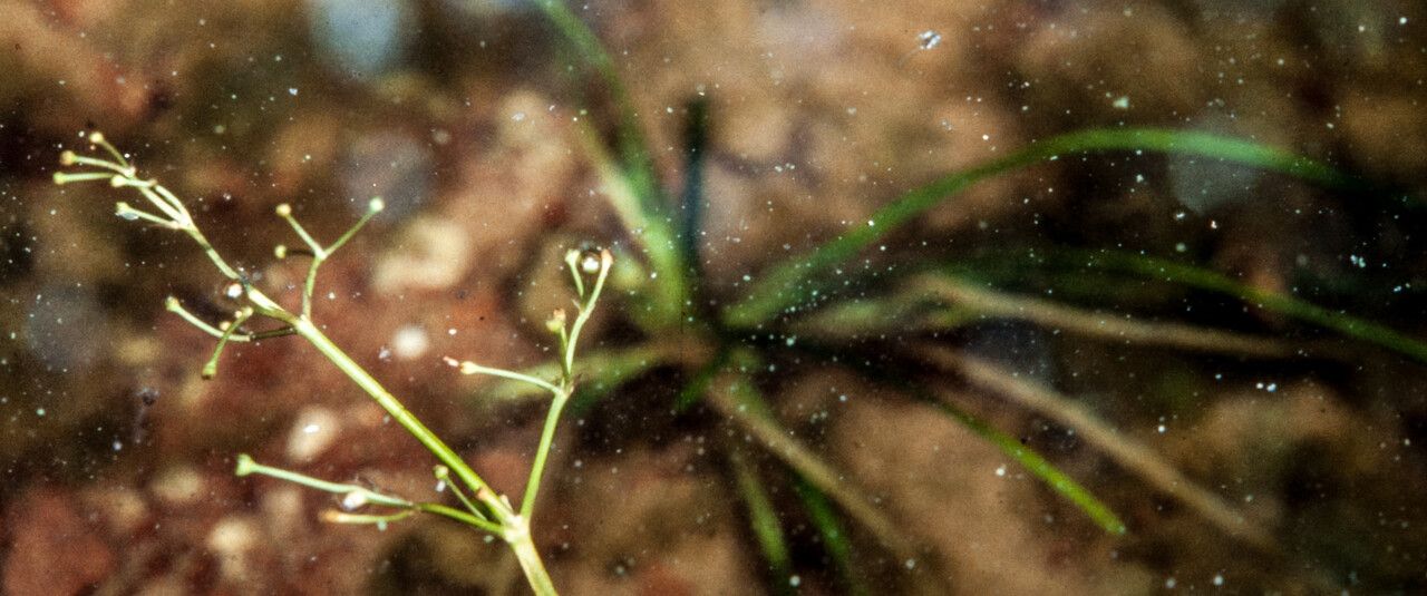 Alisma gramineum flower