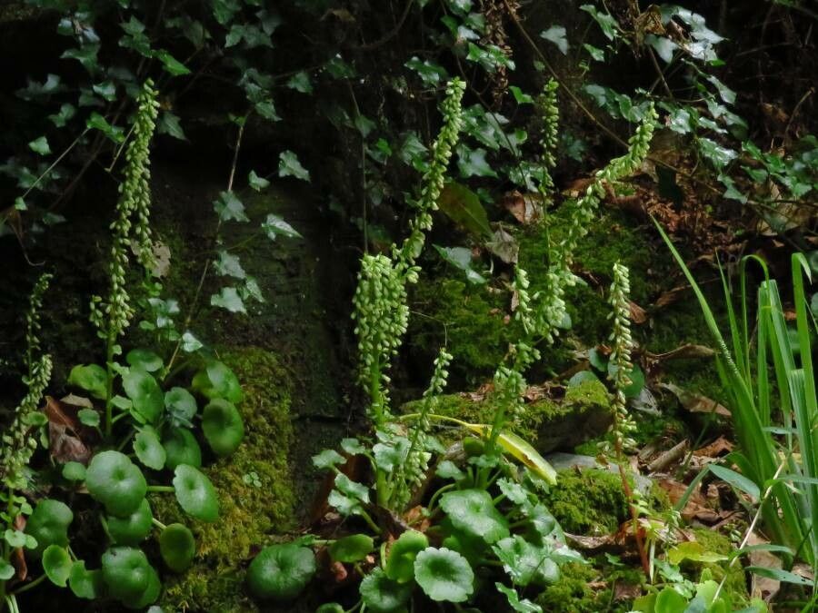 Umbilicus rupestris fruit