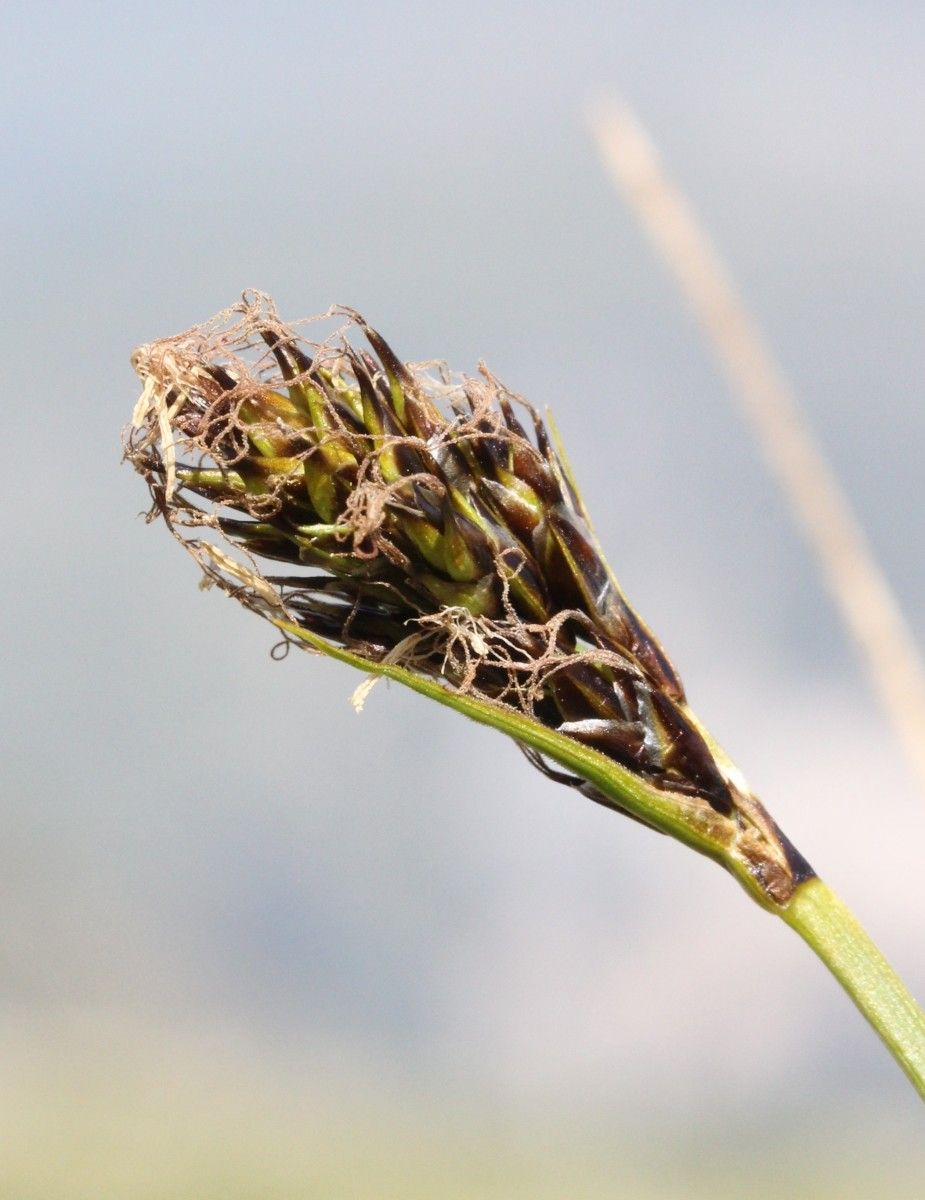 Carex curvula fruit