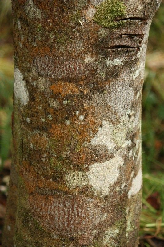 Dombeya ficulnea bark